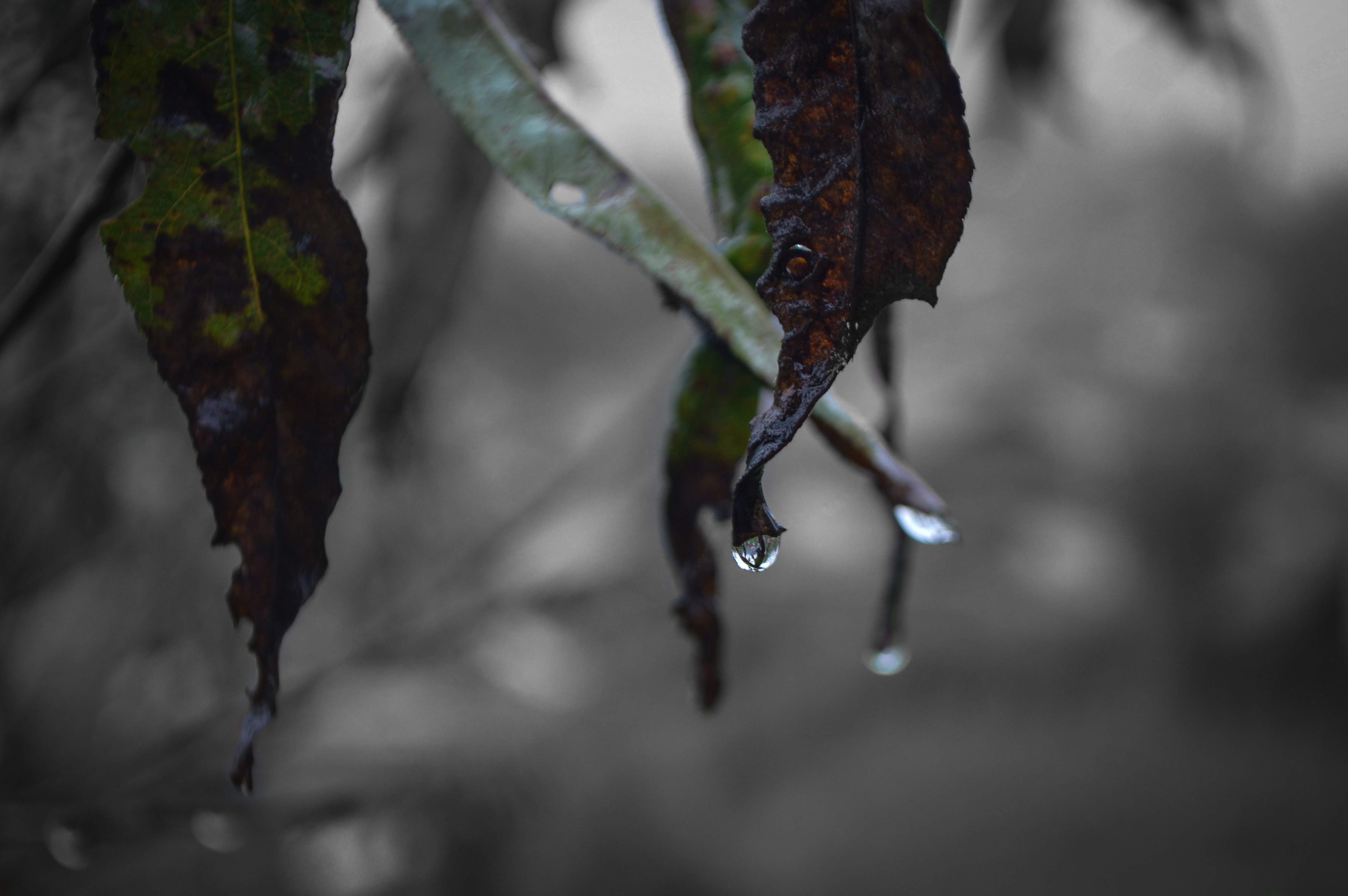 Leaves with water droplets falling off them